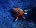   Turtle Maui  